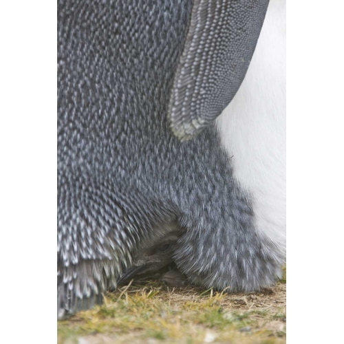 Volunteer Point King penguin chick under parent